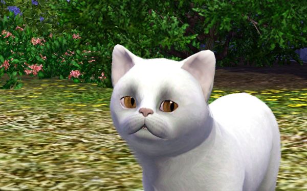 Exotic pet's mod